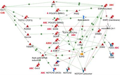 Converging Effects of Three Different Endocrine Disrupters on Sox and Pou Gene Expression in Developing Rat Hippocampus: Possible Role of microRNA in Sex Differences